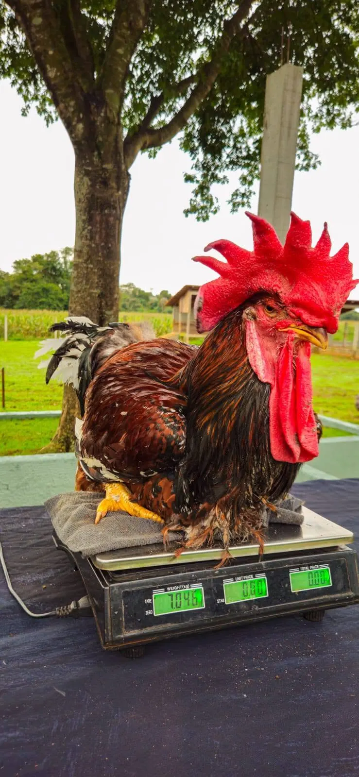 Galinha GSB: o que é, origem e por que ela está conquistando o Brasil  — imagem 1