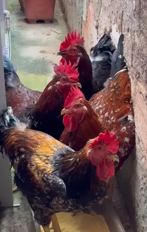 Alimentação da Galinha GSB: o que dar para ela crescer forte e saudável — imagem 2